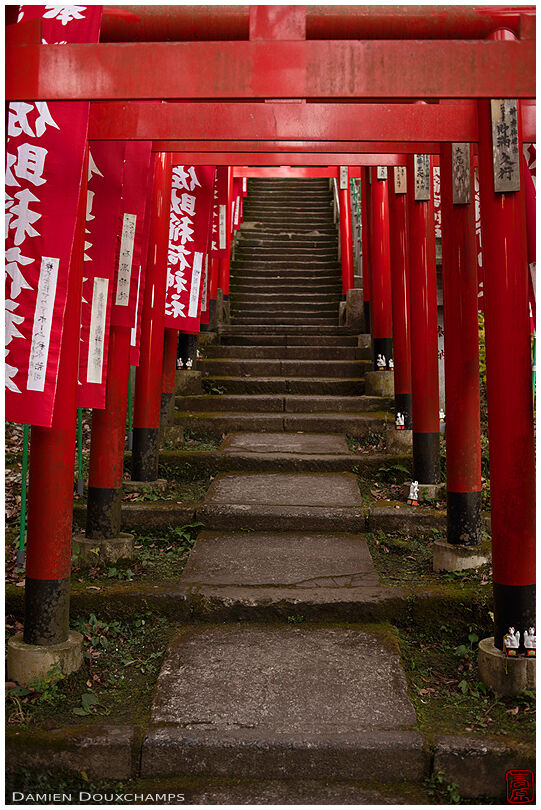 Stairway covered with red torii gates in Sasuke Inari shrine, Kamakura, Japan
