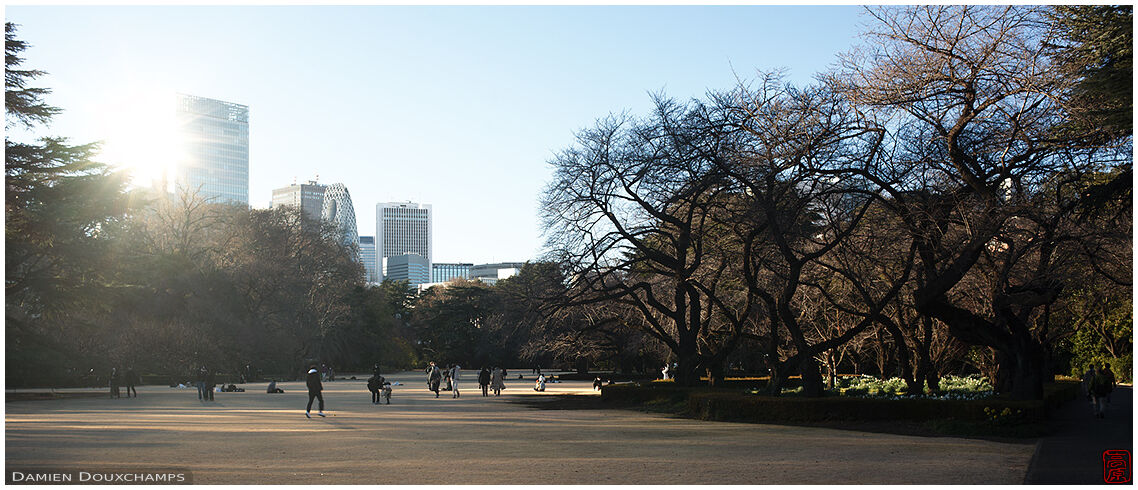 Afternoon in the Shinjuku Gyoen park, Tokyo, Japan