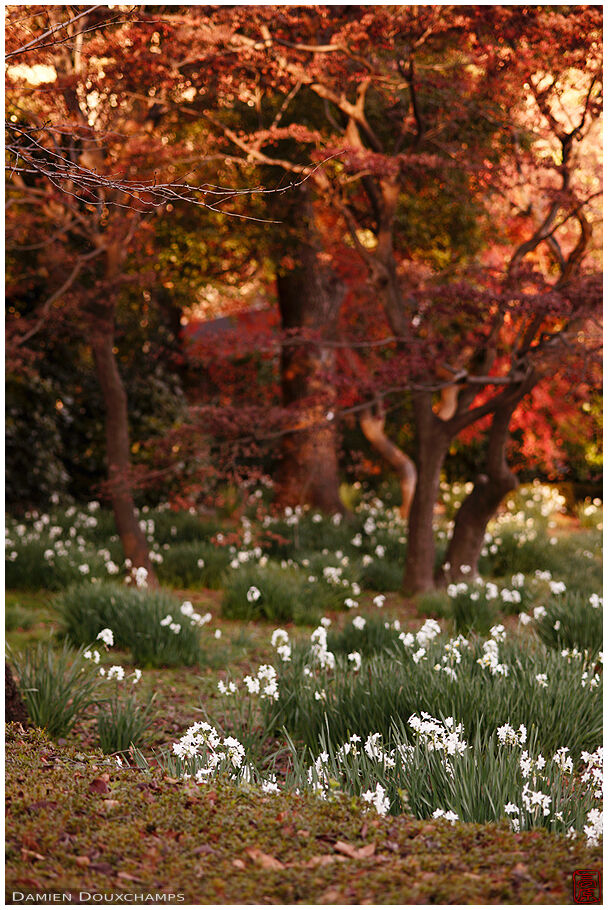 Shinjuku Gyoen (新宿御苑)