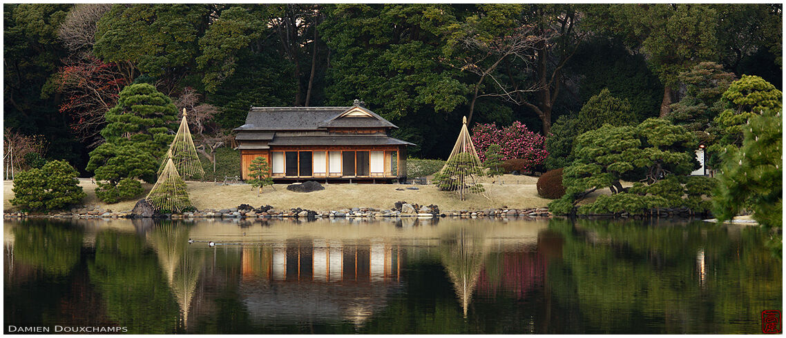 Camellia bush and delicate pine trees prepared for winter around a tea house on the lake of the Hamarikyu gardens, Tokyo, Japan