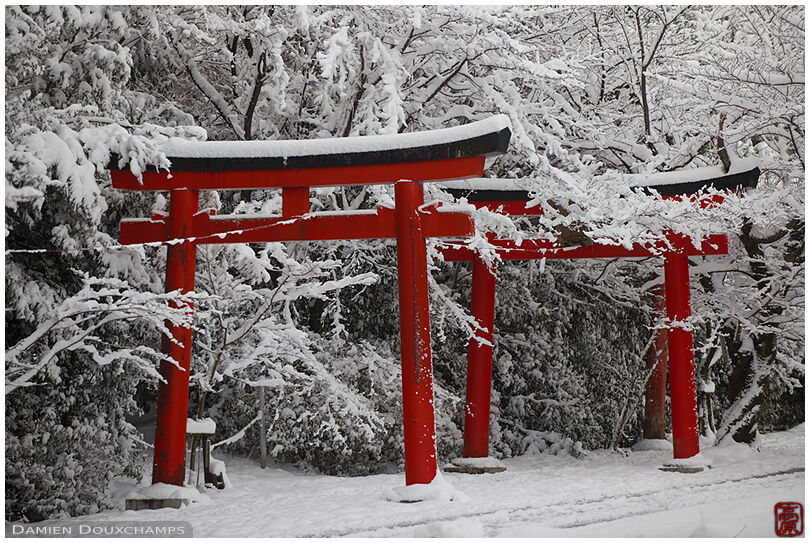 Red torii gates among snow covered trees, Takenaka Inari shrine, Kyoto, japan