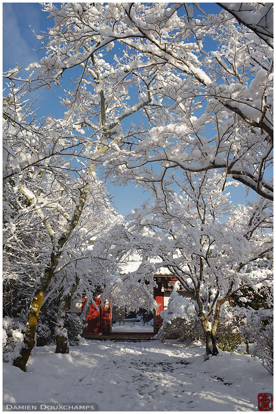 Snow laden trees at the entrance of Josho-ji temple, Kyoto, Japan