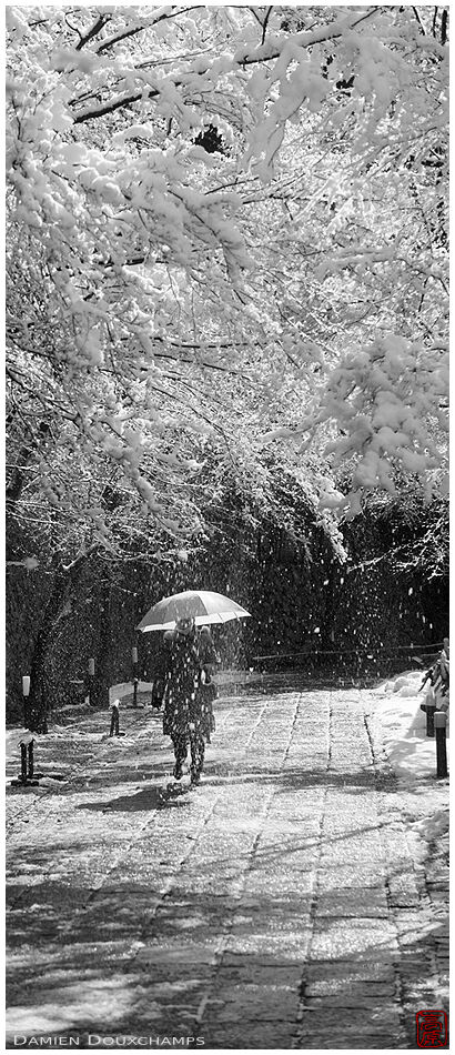 Snow falling from trees in the Shozan resort garden, Kyoto, Japan