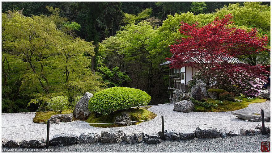 Ever-red maple tree in spring in the mountain temple of Amida-ji, Kyoto, Japan