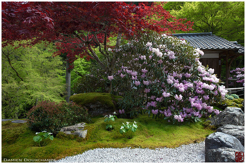 Ever-red maple tree and shakunage bush blooming over the small moss and rock garden of Amida-ji temple, Kyoto, Japan