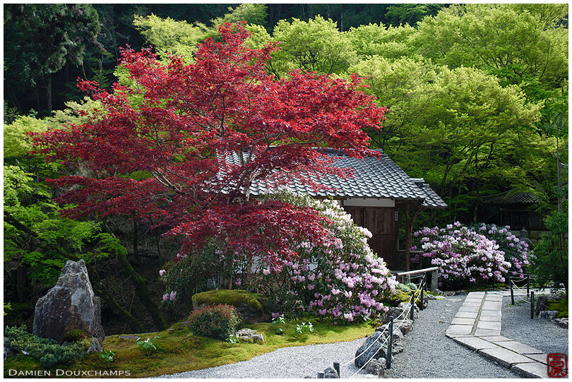 Large shakunage bushes in full bloom and ever-red maple tree in Amida-ji temple, Kyoto, Japan