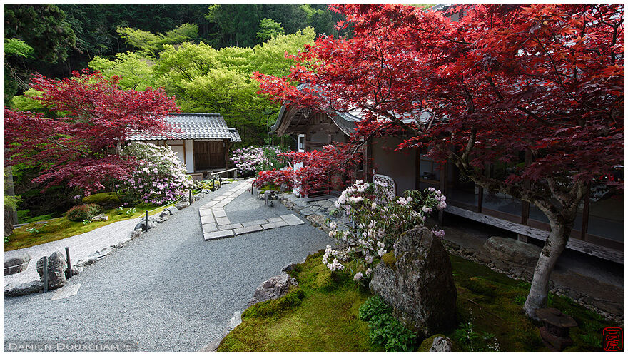 Hydrangea blooming in spring together with ever-red maple trees, Amidaji temple, Kyoto, Japan