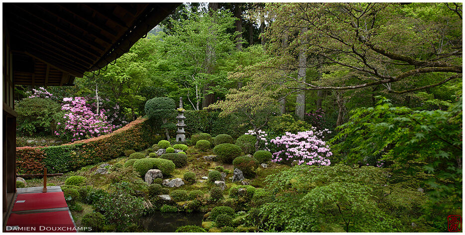 Shakunage blooming season in a garden of Sanzen-in temple, Kyoto, Japan