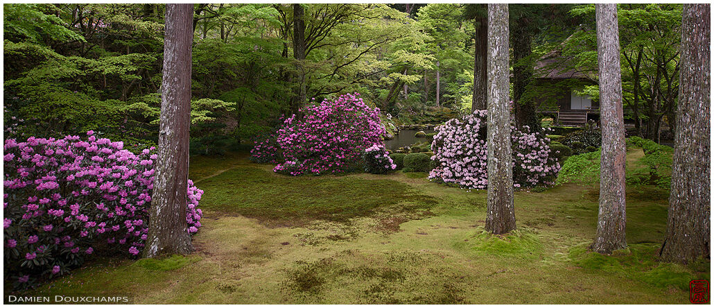Hydrangea blooming season in the forest garden of Sanzen-in temple, Kyoto, Japan
