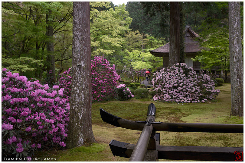 Shakunage blooming season in the forest garden of Sanzen-in temple, Kyoto, Japan