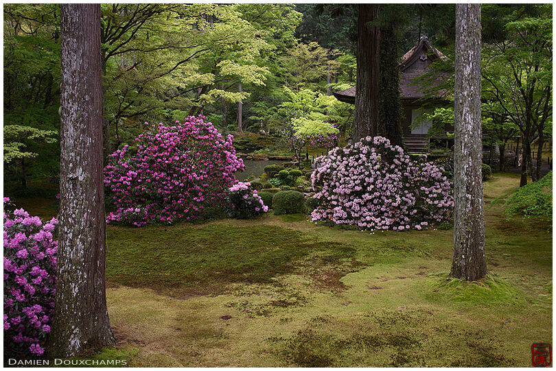 Shakunage flower season on a rainy day in Sanzen-in temple gardens, Kyoto, Japan