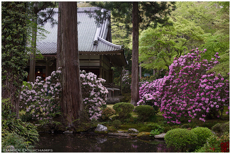 Shakunage flowers blooming around the main hall of Sanzen-in temple, Kyoto, Japan