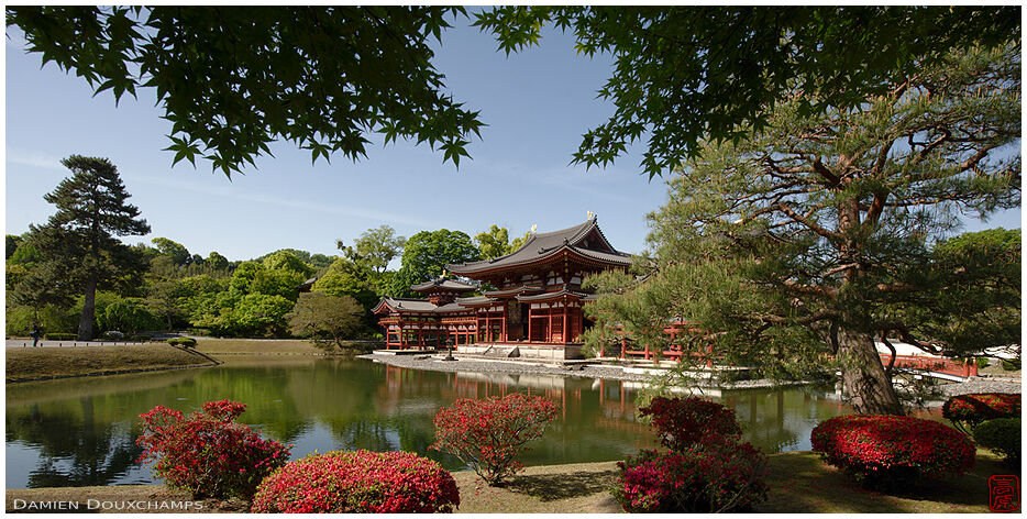Early kirishima tsutsuji azalea blooming around the pond of Byodo-in temple, Kyoto, Japan
