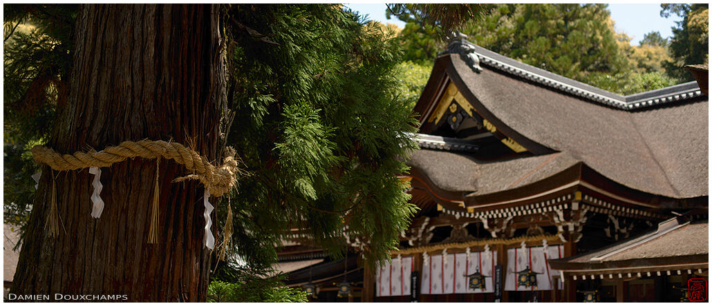 Sacred tree and shrine buildings in Oomiwa-jinja, Nara, Japan