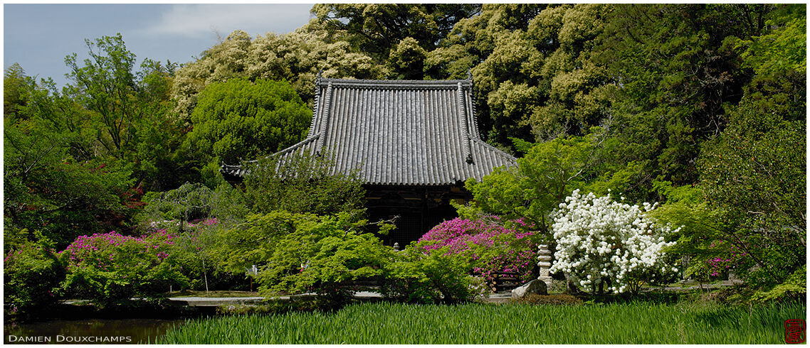 Early spring flowers around the main hall of Chogaku-ji temple, Nara, Japan