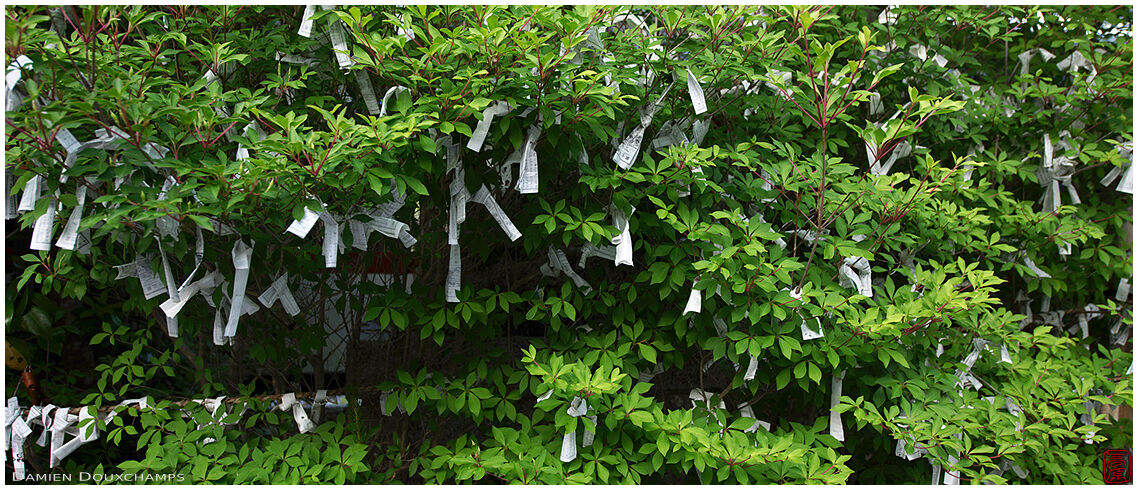 Discarded fortunes attached to green bush, Kuwayama shrine, Kyoto, Japan