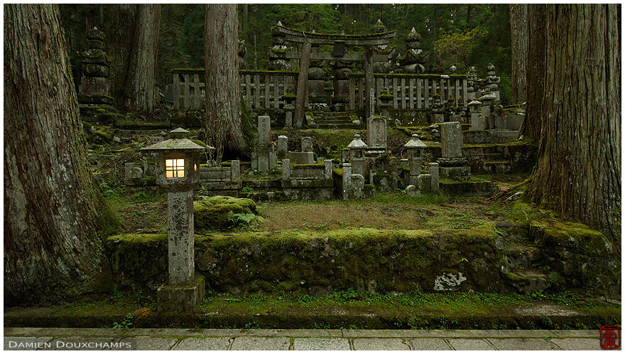 Lone lit lantern in dark moss-covered forest cemetery of Okuno-in, Koyasan, Japan