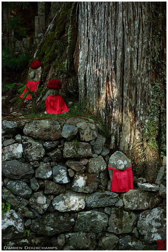 Three small jizo statues with red bibs at the foot of a large pine tree in the Okunoin cemetery of Koyasan, Japan