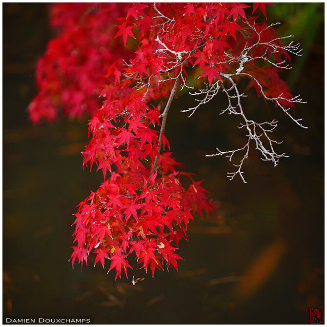 Red maple branch, Toji-in temple, Kyoto, Japan