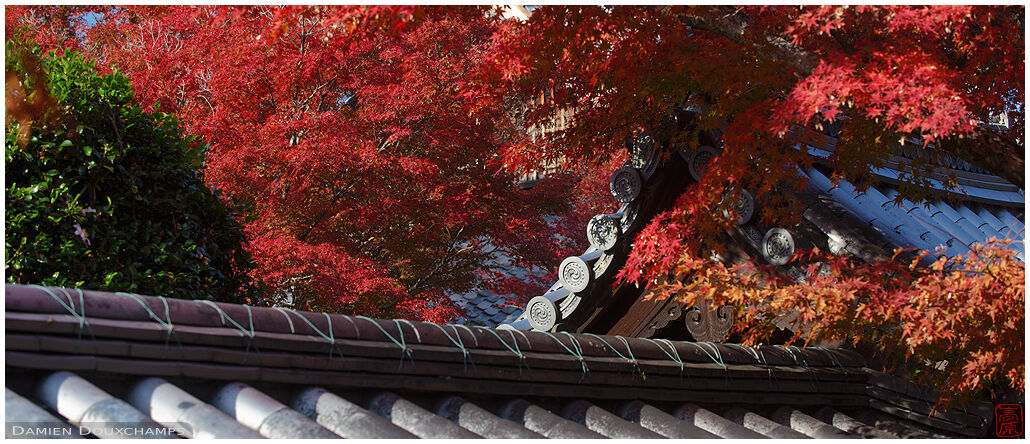 Temple wall and gate with autumn foliage, Shinyodo, Kyoto, Japan