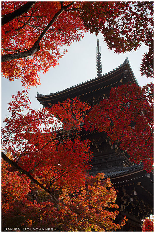 Pagoda hiding behind red autumn foliage, Shinyodo temple, Kyoto, Japan