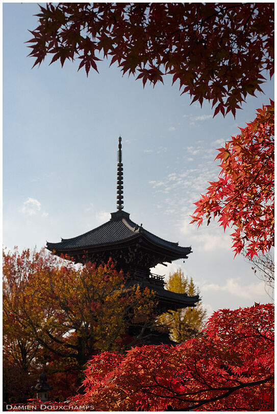 Dark pagoda and bright red autumn foliage, Shinyodo temple, Kyoto, Japan