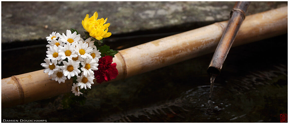 Simple ikebana over water basin, Shinyo-do temple, Kyoto, Japan