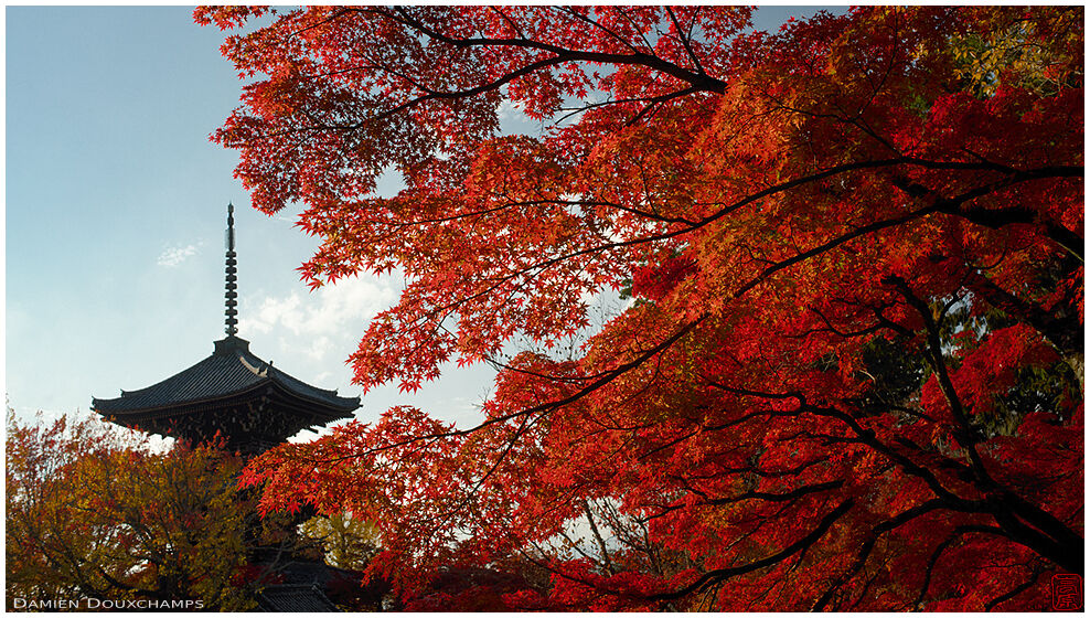 Shinyodo temple pagoda and red autumn colors, Kyoto, Japan