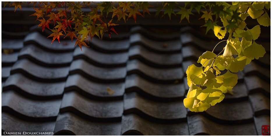 Yellow ginkgo leaves over the gate of Saiun-in temple, Kyoto, Japan