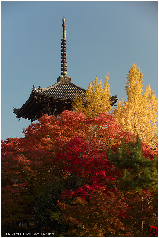 Shinyodo temple pagoda hiding behind bright yellow ginkgo tree and red maple foliage, Kyoto, Japan