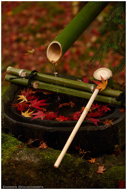 Tsukubai water basin and bamboo ladle covered with fallen autumn leaves in Hosen-in temple, Kyoto, Japan