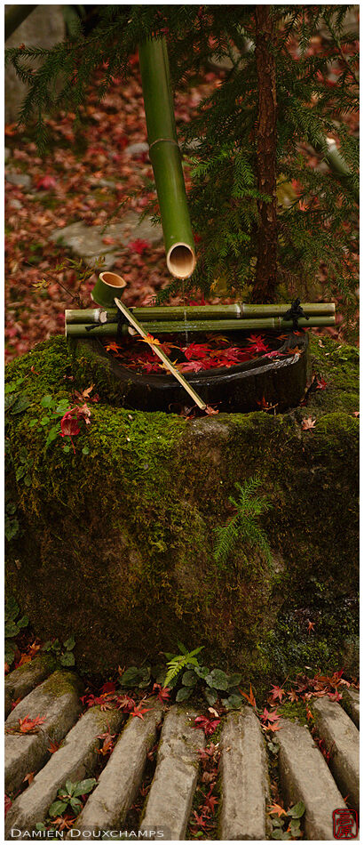 Tsukubai water basin with bamboo ladle and fallen autumn leaves in Hosen-in temple, Kyoto, Japan