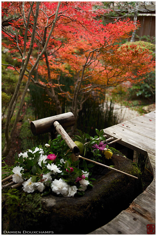 Tsukubai water basin decorated with flowers during autumn in Hosen-in temple, Kyoto, Japan