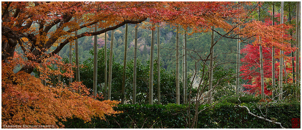 Autumn colours and green bamboo fence in the garden of Hosen-in temple, Kyoto, Japan