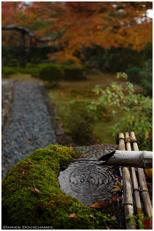 Tsukubai water basin and early autumn colours, Hosen-in temple, Kyoto, Japan