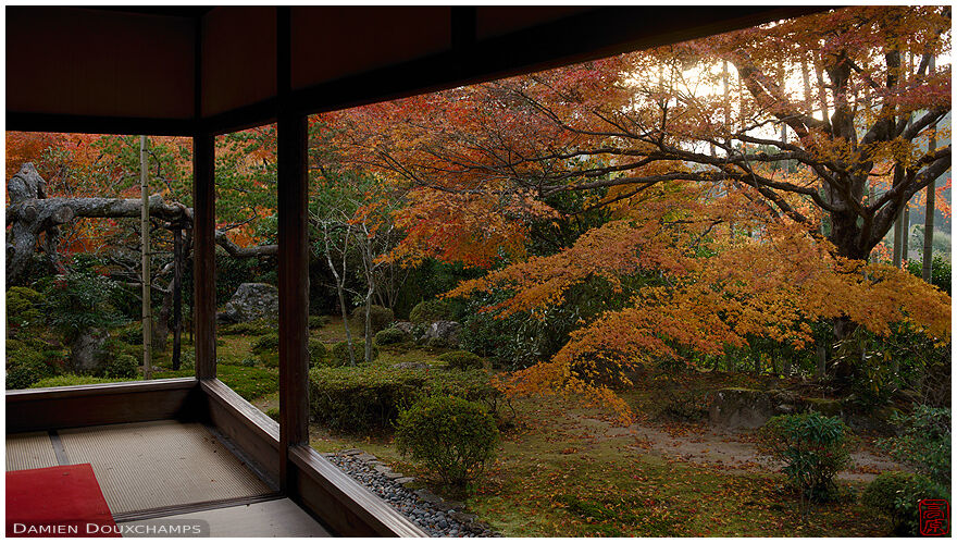 Sun peeking through orange autumn foliage in the garden of Hosen-in temple, Kyoto, Japan