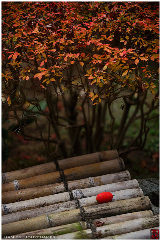 Red fruit fallen on bamboo well cover, Hosen-in temple garden, Kyoto, Japan