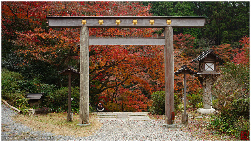 Autumn foliage at the entrance torii gate of Himukai Daijingu shrine, Kyoto, Japan