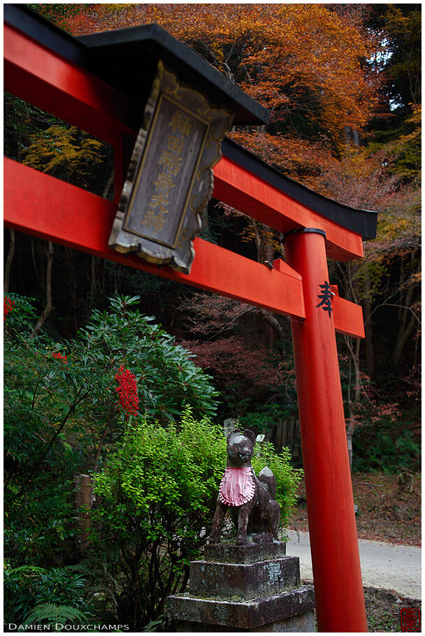 Red torii gate, Himukai Daijingu shrine, Kyoto, Japan