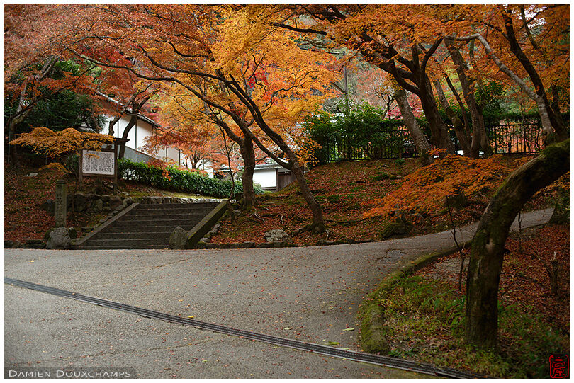 Orange maple foliage at the entrance of Saisho-in temple, Kyoto, Japan