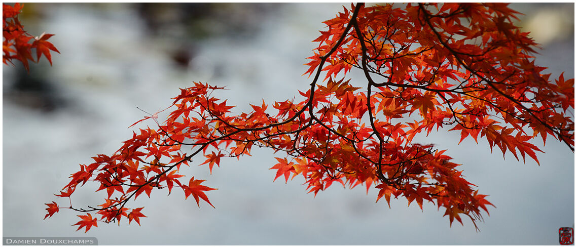 Red maple leaves hanging over pond, Ryoan-ji temple, Kyoto, Japan