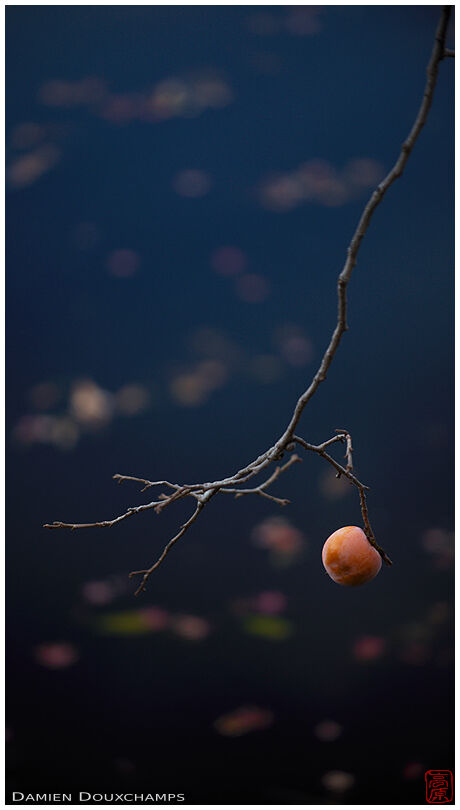 Branch with persimmon over dark blue lake waters, Ryoan-ji temple, Kyoto, Japan