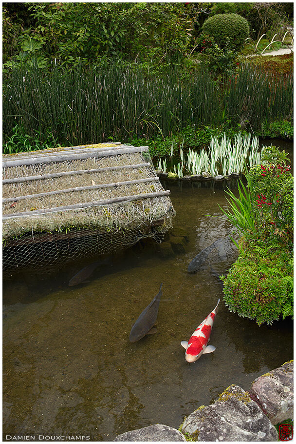 Koi carps in shallow pond, Shisendo temple, Kyoto, Japan