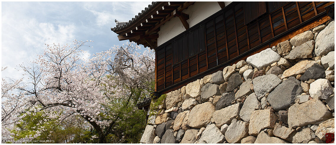 Yamato Koriyama castle wall with cherry blossoms, Nara, Japan