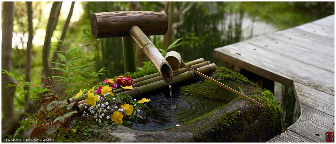 Floral decoration with cute little fish on water basin in Hosen-in temple, Kyoto, Japan