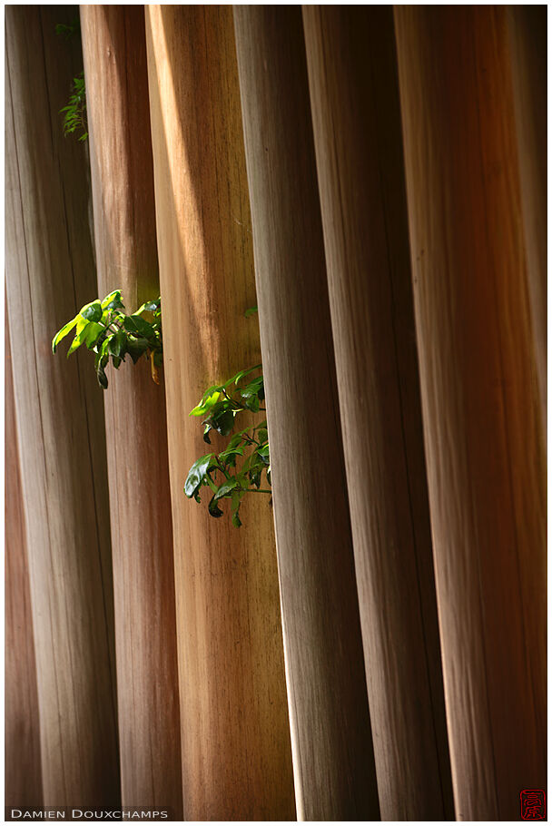 Vegetation peeking through a row of wooden torii gates, Zeniarai Benzaiten shrine, Kyoto, Japan