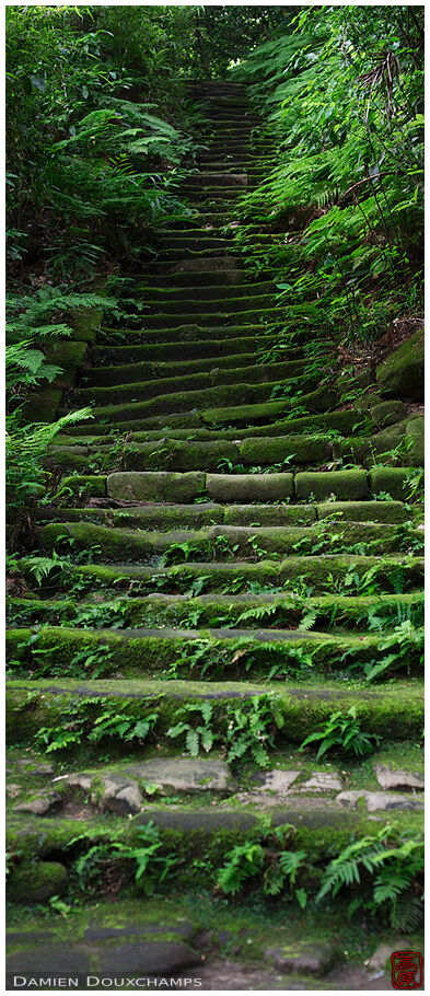 Old moss covered stairs in forest, Zuisen-ji temple, Kamakura, Japan