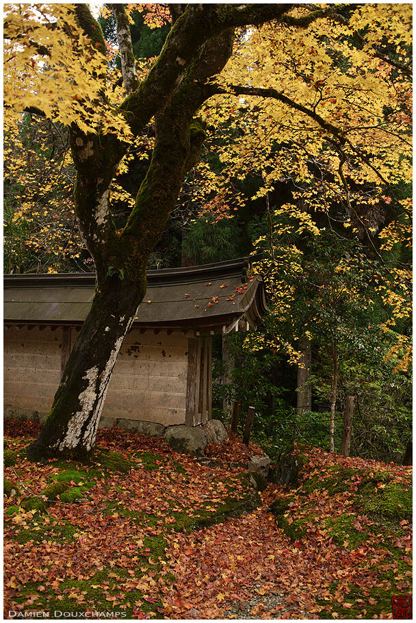 Jōshōkō-ji (常照皇寺)