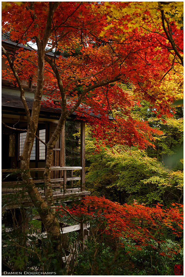 Jōshōkō-ji (常照皇寺)