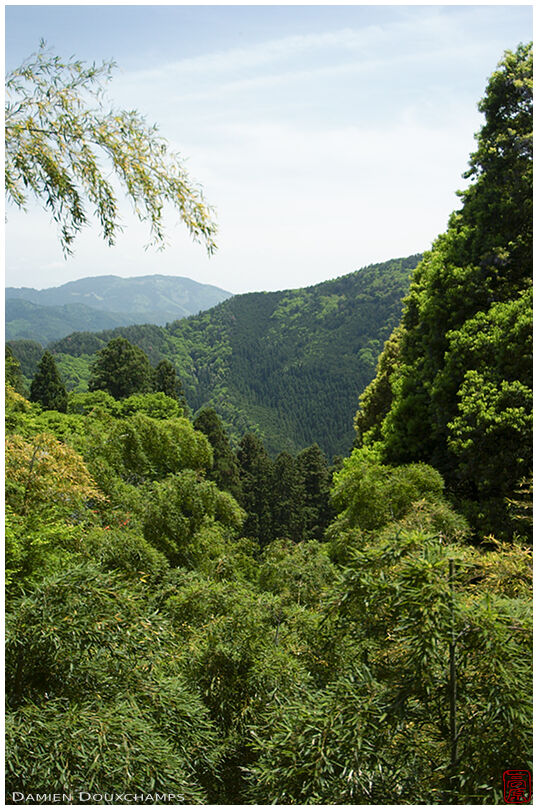 Jungle near Kurama